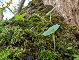 closeup moss tree