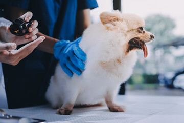 Closeup shot of veterinarian hands checking dog by stethoscope in vet clinic