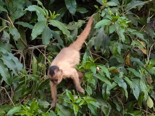 monkey in tree formosa brasil