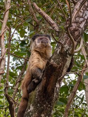 monkey Formosa Brazil 