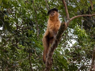 monkey Formosa Brazil 