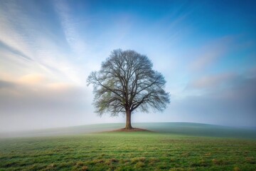 Obraz premium Lonely creepy tree on a Bavarian field hill for Halloween in foggy mist