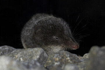 Miller's Wasserspitzmaus halbfrontal auf Steinen vor schwarzem Hintergrund