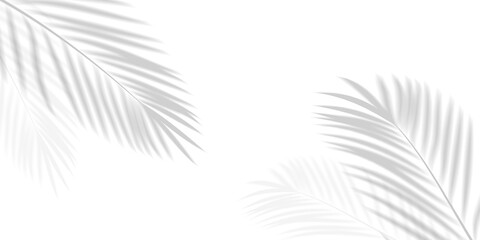 Abstract background of palm leaves or coconut leaves with gradient. Natural pattern