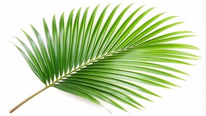 Obraz premium A tropical green palm leaf with its signature long, slender fronds.