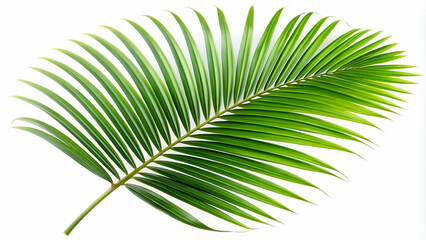 Obraz premium A tropical green palm leaf with its signature long, slender fronds.
