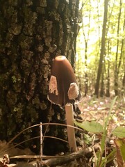 Coprinopsis picacea, funghetto nel bosco 