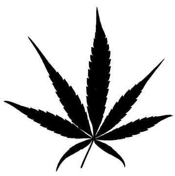 Cannabis 