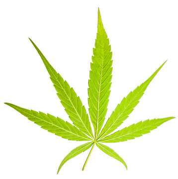 Cannabis on white background