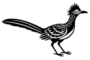 roadrunner bird vector silhouette, roadrunner bird icon vector