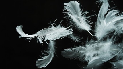 Obraz premium Floating white feathers against a black background, symbolizing lightness and purity