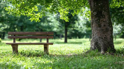 Fototapeta premium Empty Wooden Bench in Lush Green Park with Tree Summer Nature Scene