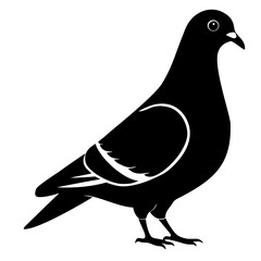 walking pigeon