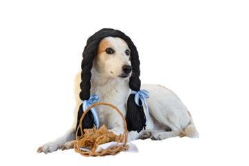dog dressed with black braids and Argentine ribbons