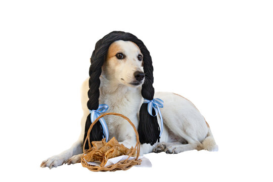 dog dressed with black braids and Argentine ribbons