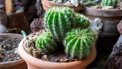 Cactus familia