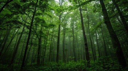 Naklejka premium Misty Forest in Verdant Hues
