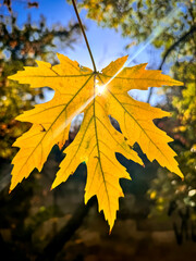 yellow maple leaf