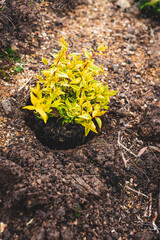Abelia plant with variegated yellow and green leaves getting planted in the ground