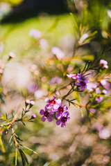 Geraldton waxflower plant with pink flowers, close-up shot at shallow depth of field