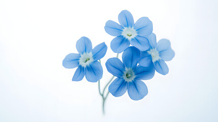 blue forgetmenot flower isolated on white background : Generative AI