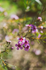 Geraldton waxflower plant with pink flowers, close-up shot at shallow depth of field