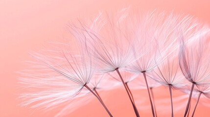 Obraz premium 2410_029.macro lens view of dandelion clock, feathery seed filaments, bokeh forest effect, dusky pink sky, high contrast lighting, monochromatic color scheme, zen-like calmness, artistic nature