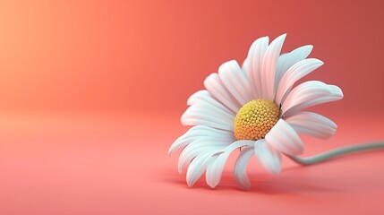 A delicate white daisy flower isolated on a coral background.