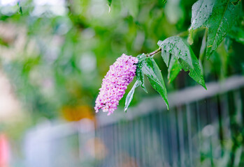 The last flowers of autumn