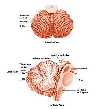 Cerebellum  Medical Illustration Human Brain anatomy