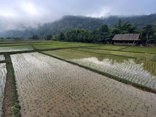 Mystic Scenery: Rice Field Panorama Tranquility in Mae Hong Son Loop, Thailand.