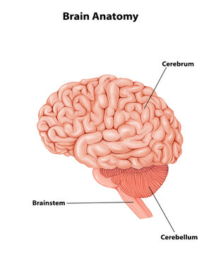 Cerebrum Medical Illustration Human Brain anatomy