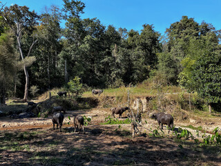 Picturesque Haven: Farmland of Pai Countryside, Mae Hong Son Loop, Northern Thailand.