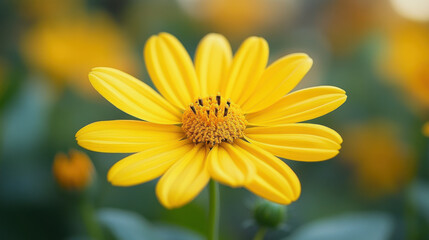 Naklejka premium Close up yellow cosmos flower in garden