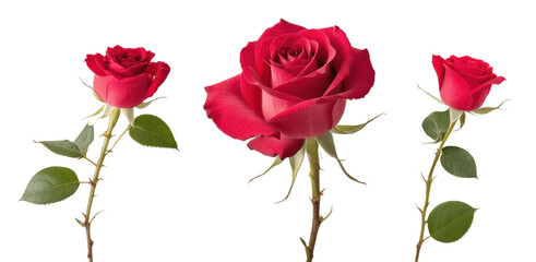 Naklejka premium set of red rose isolated on transparent background