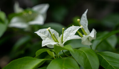 Flor blanca