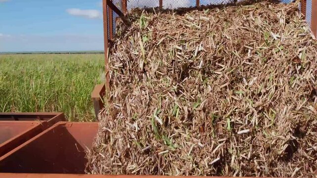 Sugar cane load on trucks at farm shot by drone