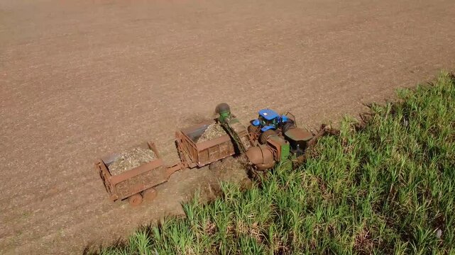 Brazilian sugar cane farm at harvest season