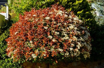 A blooming photinia fraseri red robin tree with red and green leaves, in Attica, Greece
