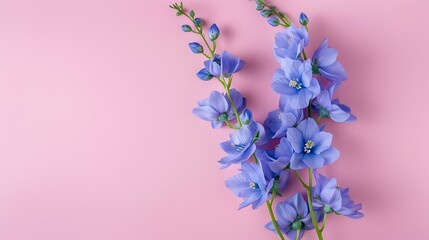 Obraz premium A rich blue delphinium flower isolated on a soft pink background.