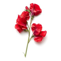 Fototapeta premium Red Sweet Pea Isolated on White Background. Beautiful Sweet Pea Flower