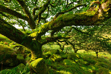 Sessile oaks and moss in Wistman's Wood Dartmoor Devon England UK GB British Isles