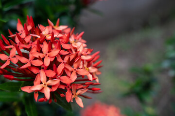 Ramo natural flores rojas