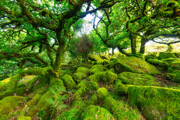 Sessile oaks and moss in Wistman's Wood Dartmoor Devon England UK GB British Isles