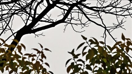 Obraz premium Generative AI, This image captures the essence of minimalist nature, featuring a single tree standing alone in a vast, featureless white space