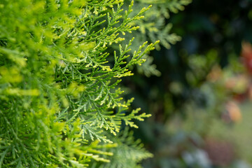 Pino verde hojas