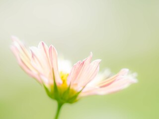 秋の公園や花壇を彩るコスモスのある風景。背景。自然風景素材。