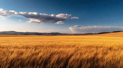 Golden wheat fields sway in wind under clear blue sky, creating serene and picturesque landscape. rolling hills in background add depth to this tranquil scene