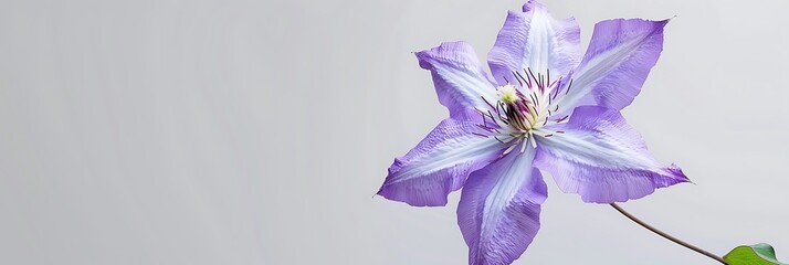 A striking purple clematis flower isolated on a light gray background. - Powered by Adobe