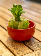 New leaves growing from the stalk of a cos lettuce.